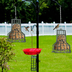 MorningRo birds feeding on seed bell creates lively yard scenes and bird observation