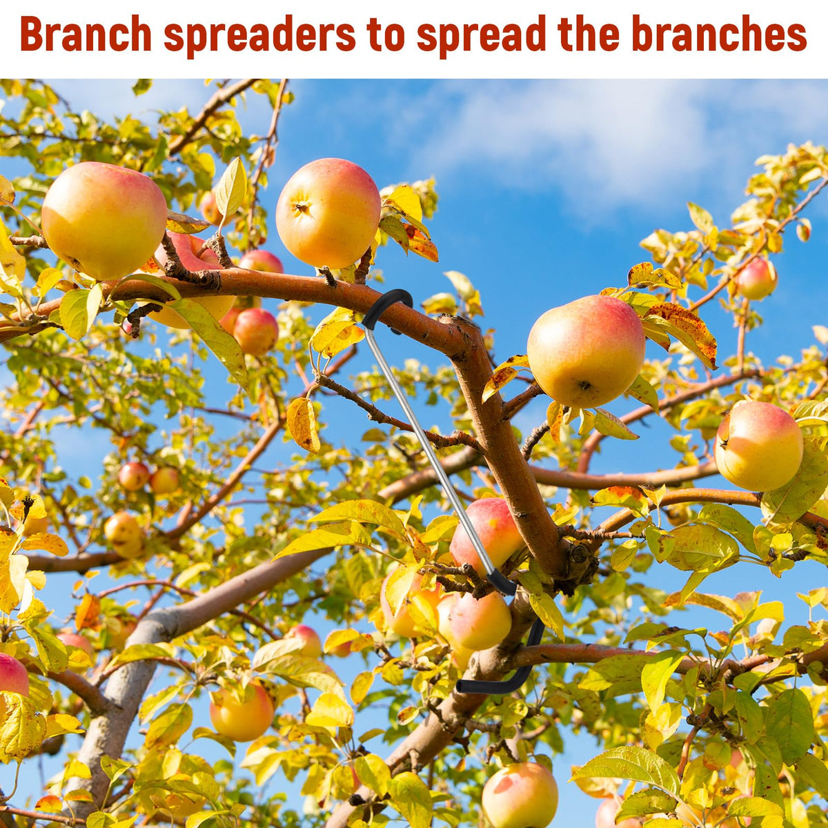 MorningRo branch-opening-angle-spreader helps guide stems for better growth