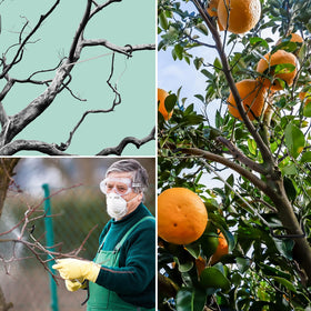 MorningRo citrus fruit tree shaping spreader improves light exposure.
