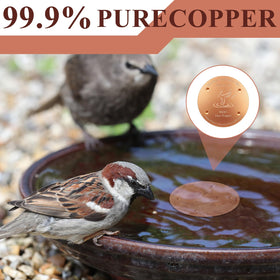 MorningRo copper disc for bird bath promotes healthier-looking water for visitors