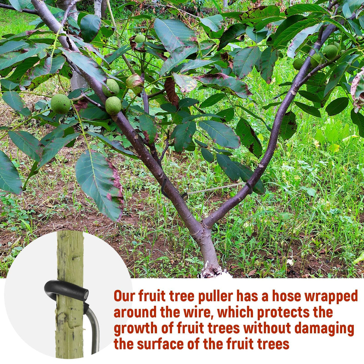 MorningRo hose-wrapped-branch-spreader protects branches while supporting growth