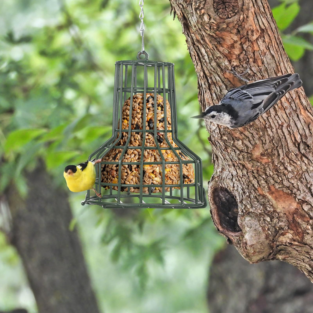 MorningRo two-pack bird feeders provide durable outdoor feeding options