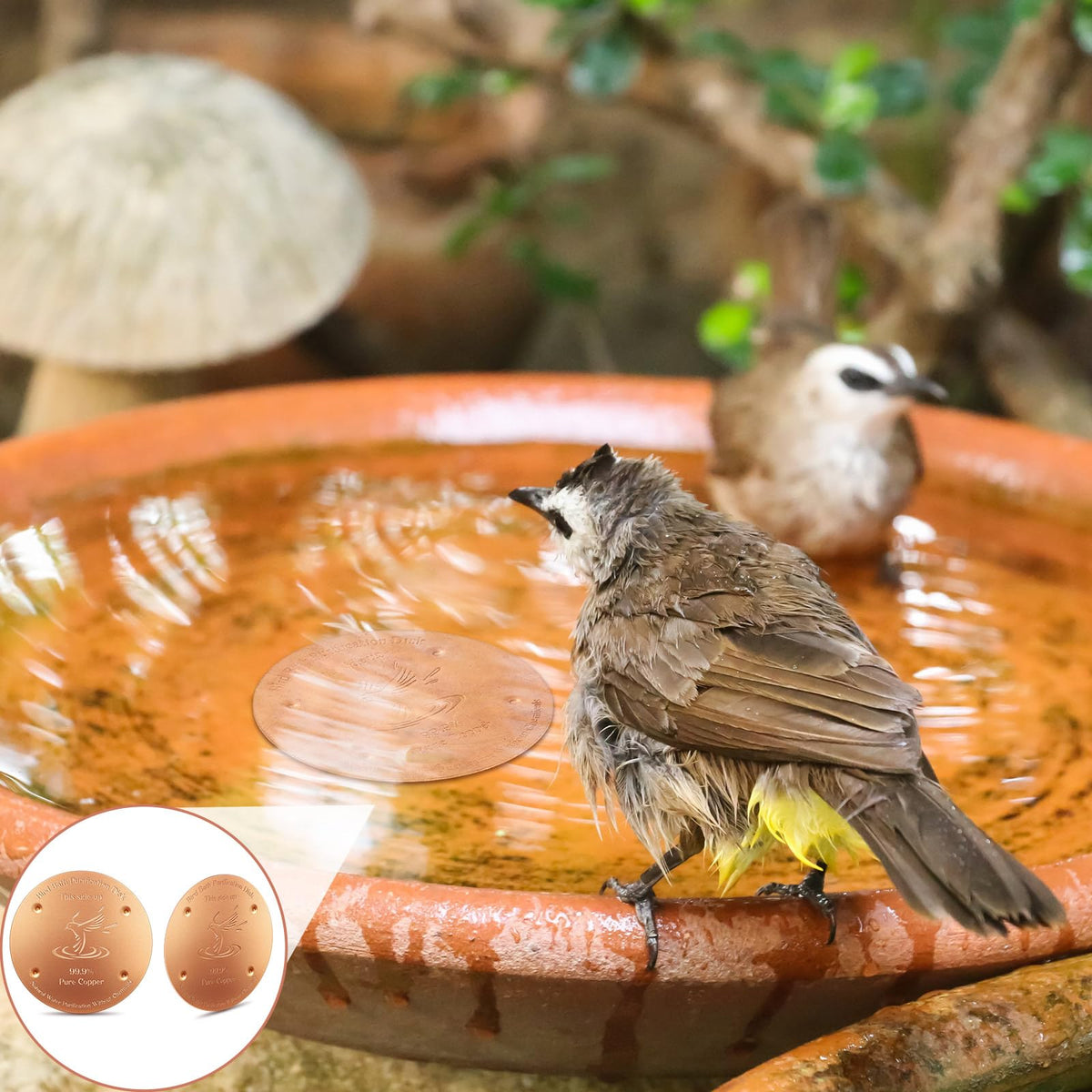 MorningRo copper disk cleans year-round without disrupting fountains or heaters