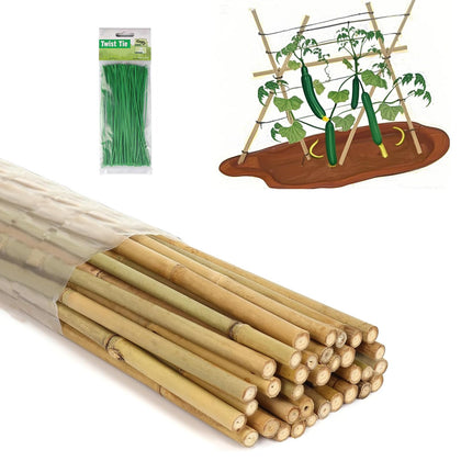 Moromyse bamboo stakes 60-inch provide sturdy support for climbing vegetables