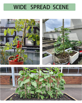 Moromyse climbing plants support ideal for vines and flowers