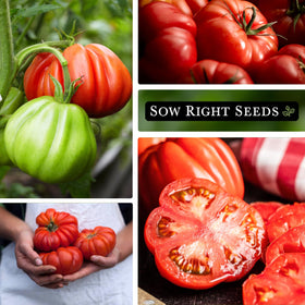 Mortgage Lifter tomato on vine showing deep red color and beefsteak shape.