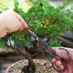 MOSFiATA bonsai training wires kit with four colors, 22 yards for easy shaping