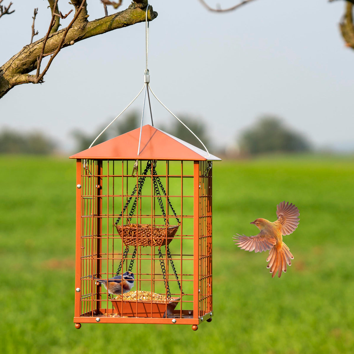 Mosloly Mealworms Bird Feeder: squirrel-proof grid protects seed from pests.