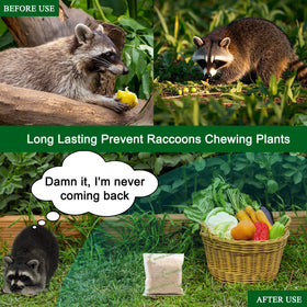 Easy-to-place 8 bags ready for high-traffic raccoon areas.