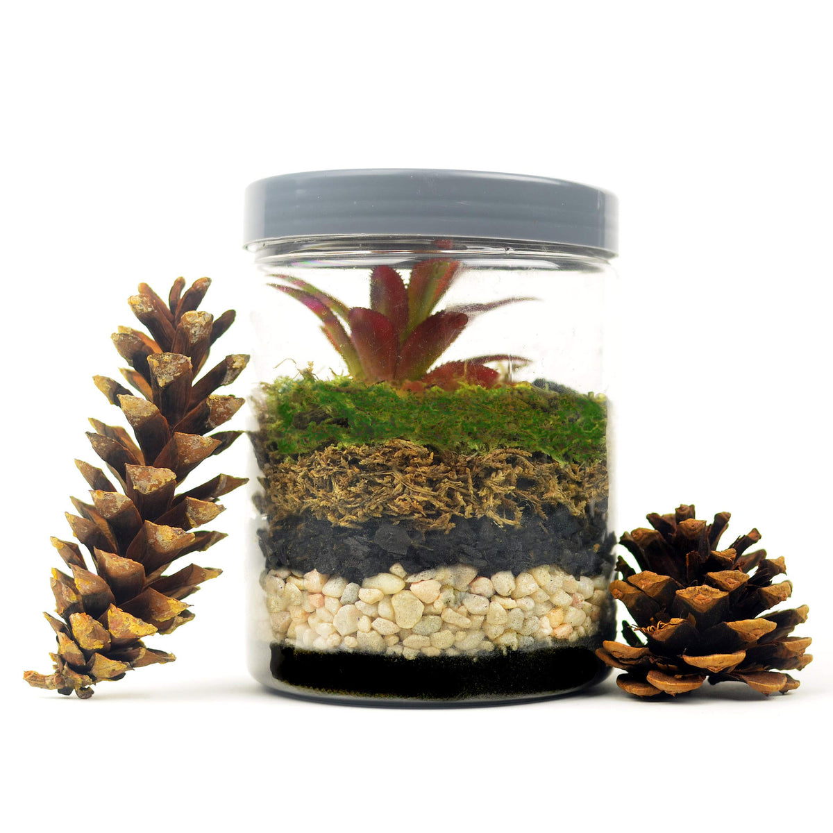 Mosser Lee ML0810 for dish gardens in drainage-free pots.