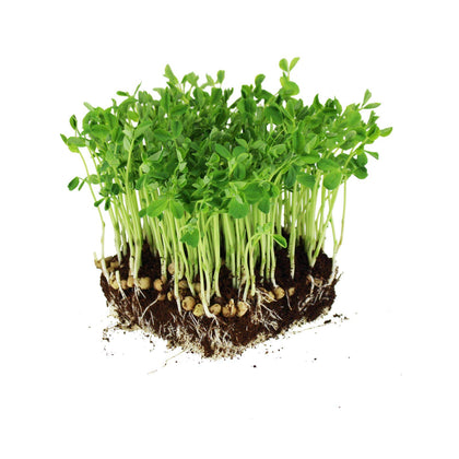 Mountain Valley Dun Pea Seeds bulk pack for high-germination microgreens