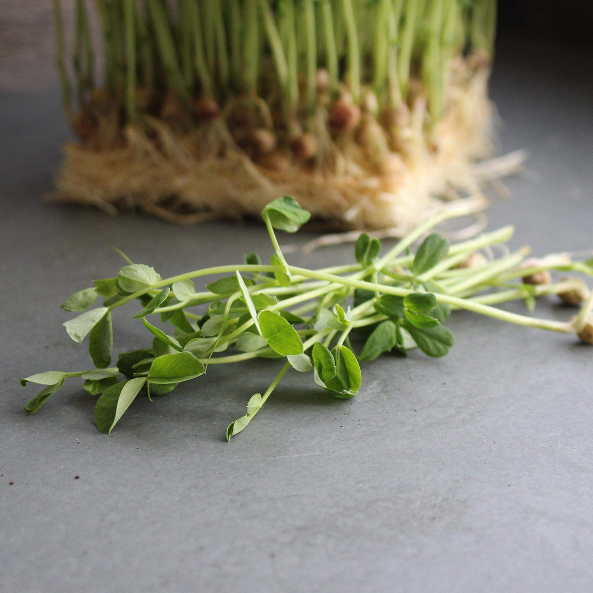 Mountain Valley Dun Pea Seeds cover crop in field aiding soil health