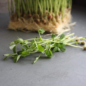 Mountain Valley Dun Pea Seeds cover crop in field aiding soil health
