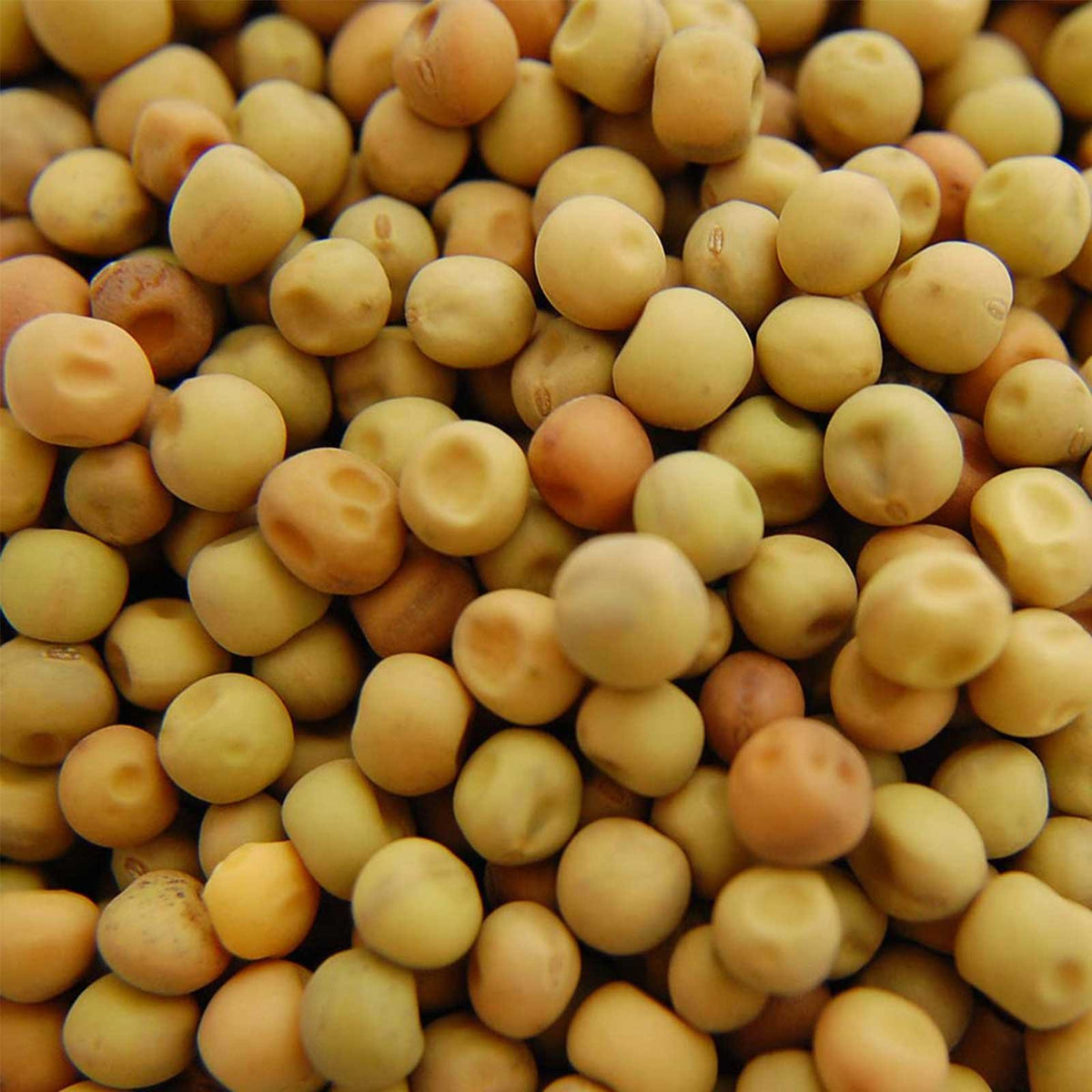 Mountain Valley Dun Pea Seeds hydroponic sprouting setup for fast greens