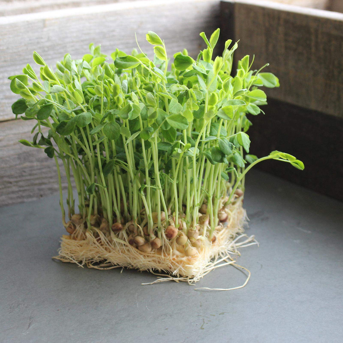 Mountain Valley Dun Pea Seeds microgreens harvest close-up for crisp flavor