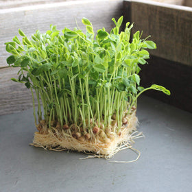 Mountain Valley Dun Pea Seeds microgreens harvest close-up for crisp flavor