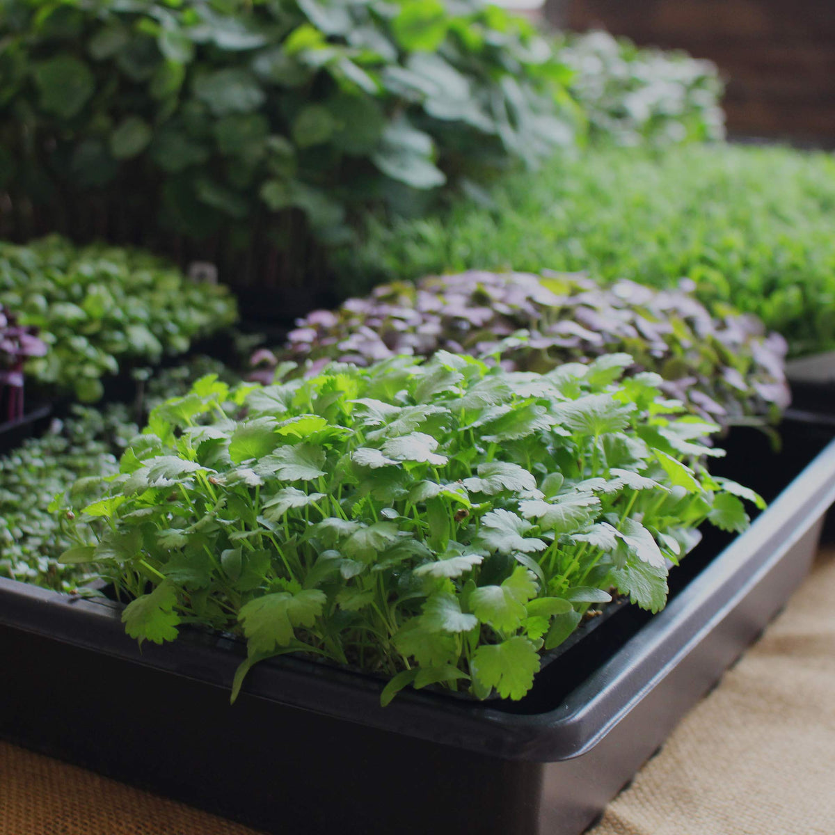 Indoor seed starts thrive with Minute Soil’s water retention and aeration