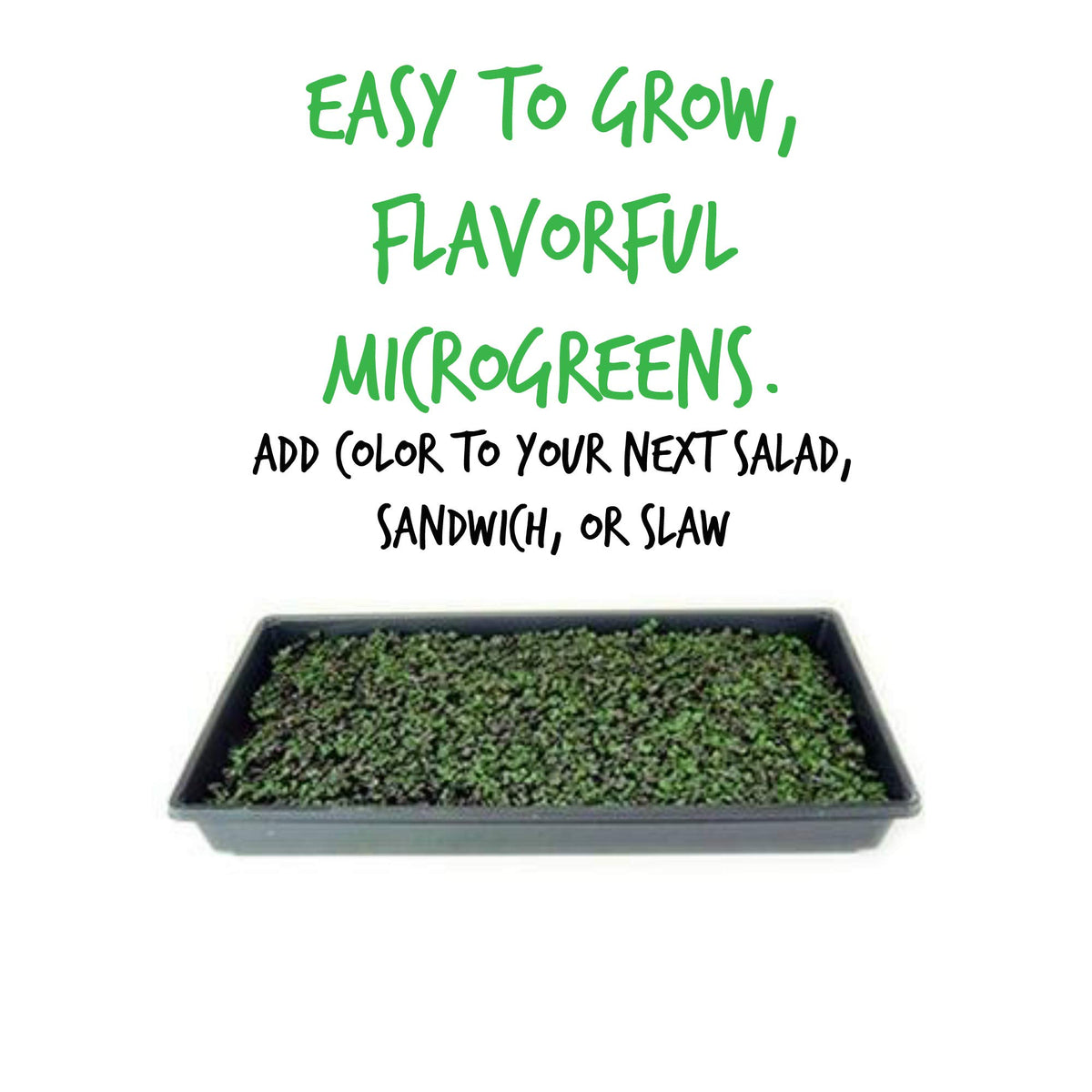 Red Acre microgreens thriving in a neat indoor tray with soil or hydroponics