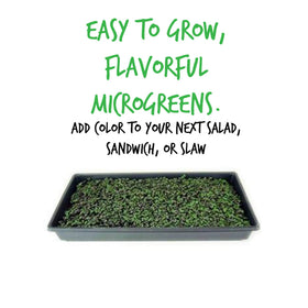 Red Acre microgreens thriving in a neat indoor tray with soil or hydroponics
