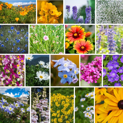 Mountain Valley Rocky Mountain Wildflower Seeds 1lb pouch ready for pollinator-friendly gardens.
