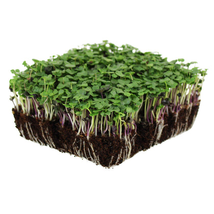 Mountain Valley Seed Company bulk salad microgreens packaging shows premium seeds for home gardening.