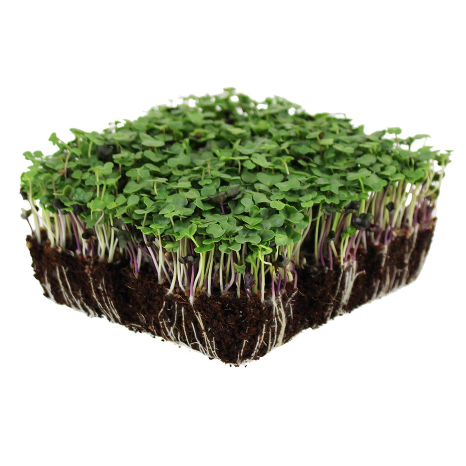 Mountain Valley Seed Company bulk salad microgreens packaging shows premium seeds for home gardening.