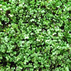 Mountain Valley Seed Company bulk salad microgreens seeds highlight high germination and non-GMO blend.