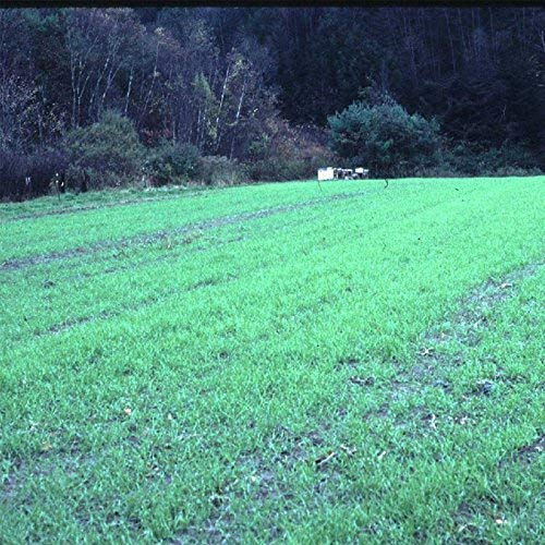 Mountain Valley Seed Company cover crop in field protecting soil
