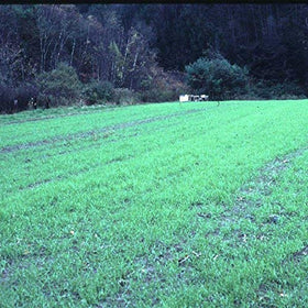 Mountain Valley Seed Company cover crop in field protecting soil