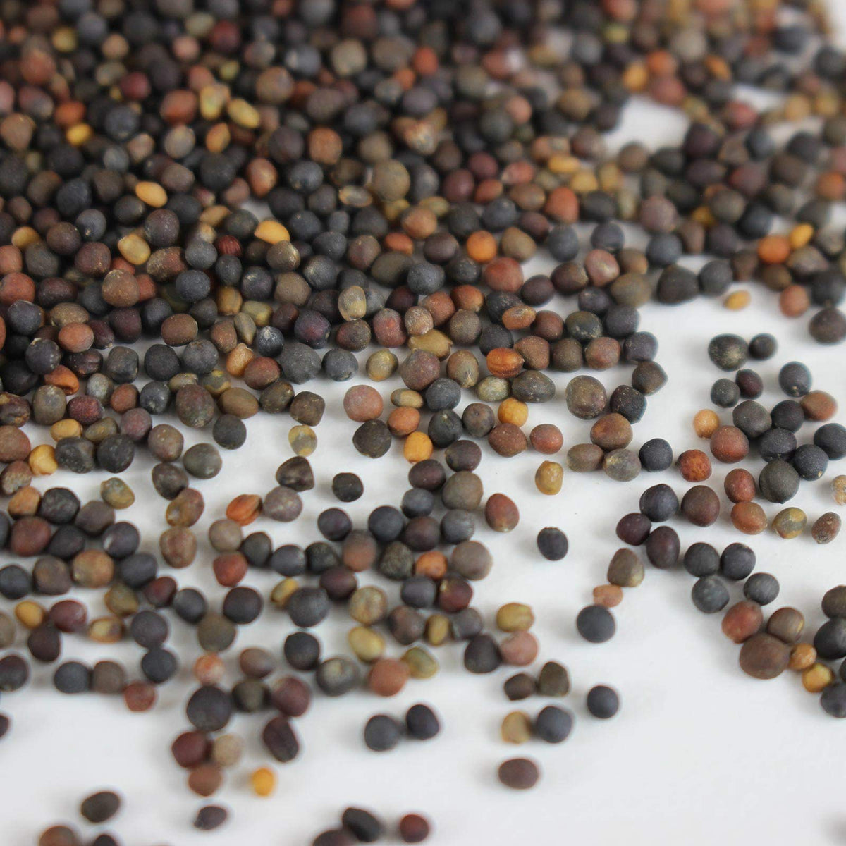 Mountain Valley Seed Company fast-germinating mix enables harvest in 7-10 days for indoor trays.
