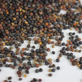Mountain Valley Seed Company fast-germinating mix enables harvest in 7-10 days for indoor trays.
