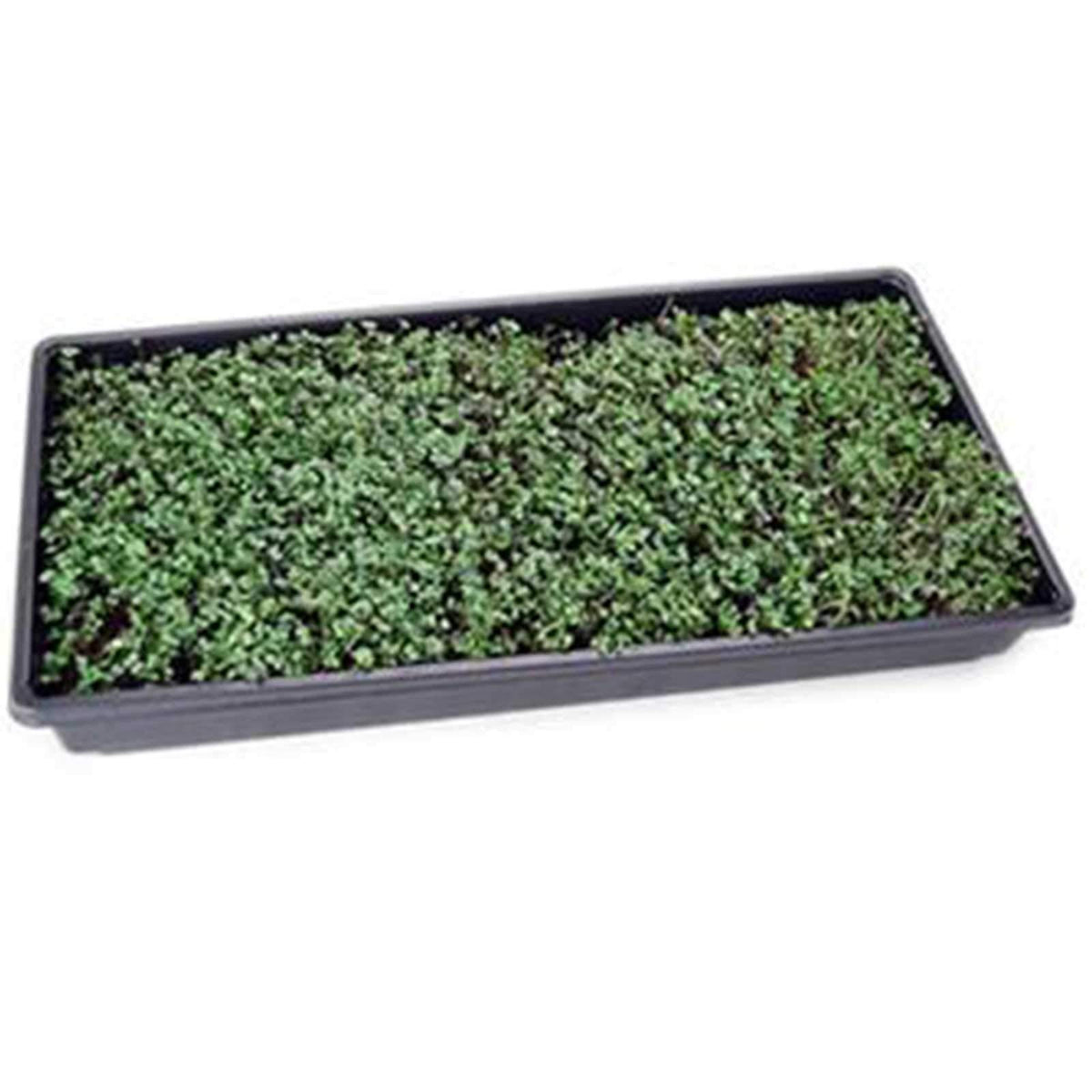 Mountain Valley Seed Company full-size greens from this mix mature in 30-45 days for home gardens.