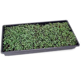 Mountain Valley Seed Company full-size greens from this mix mature in 30-45 days for home gardens.