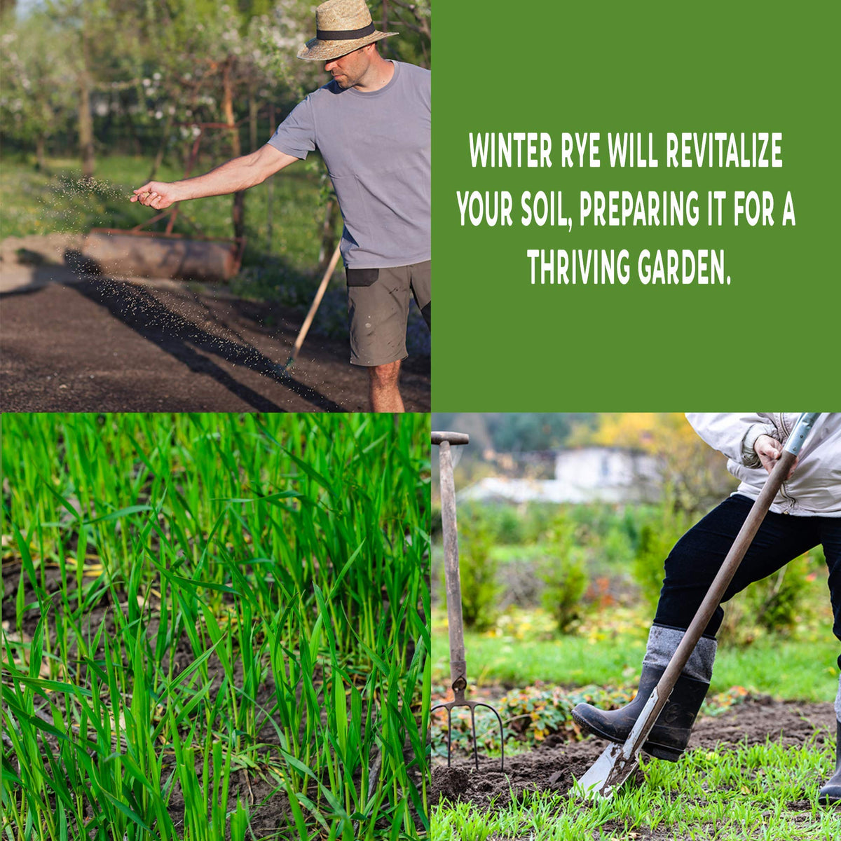 Mountain Valley Seed Company rye seeds germinating in 4-10 days under cold conditions
