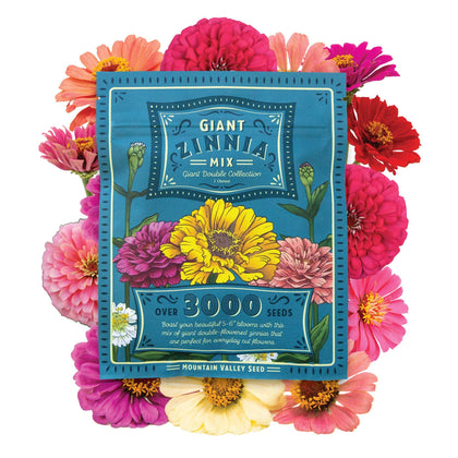 Mountain Valley Zinnia California Giant Mix bloom offers bold color for dramatic garden displays.