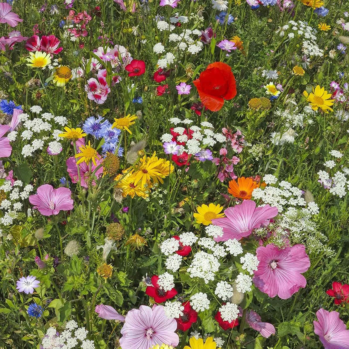 Gift-wrapped wildflower seed pack from Mountain Valley for families.