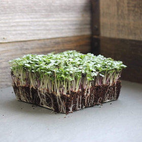 Mountain Valley Seed Company indoor hydroponic tray setup ready to grow fresh microgreens.