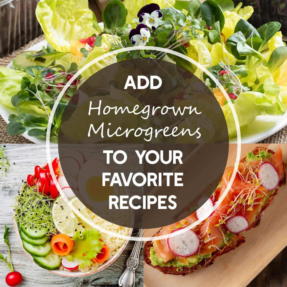 Mountain Valley Seed Co indoor radish gardening for fresh crunchy toppings