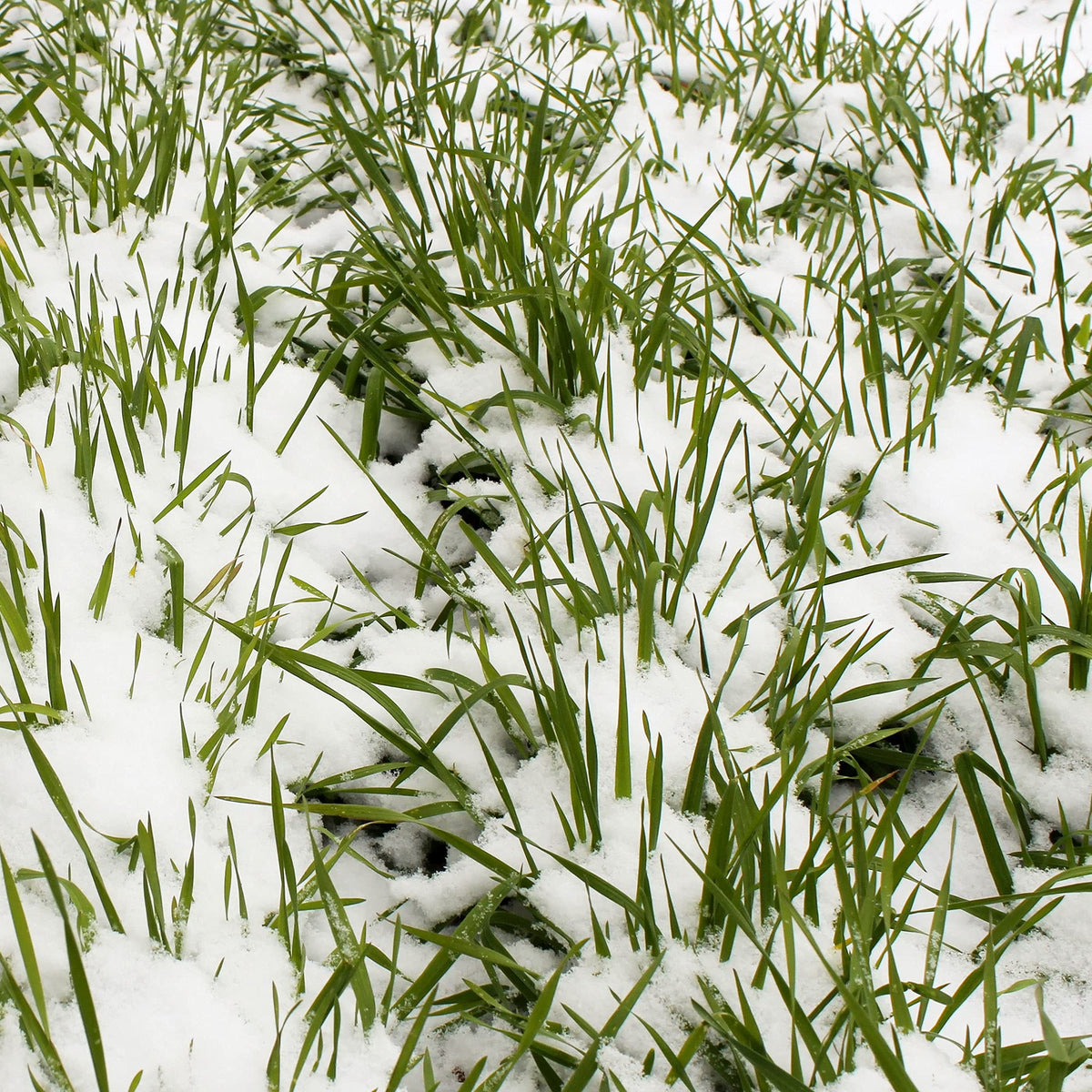 Mountain Valley Seed Company no-till rye seeds for soil health and weed suppression