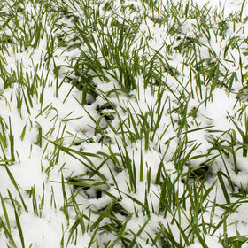 Mountain Valley Seed Company no-till rye seeds for soil health and weed suppression