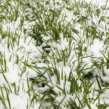 Mountain Valley Seed Company no-till rye seeds for soil health and weed suppression