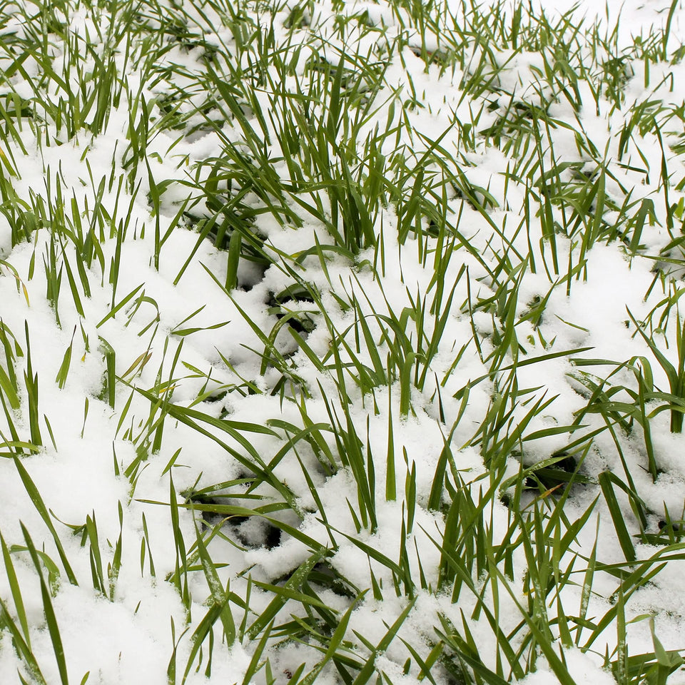 Mountain Valley Seed Company no-till rye seeds for soil health and weed suppression