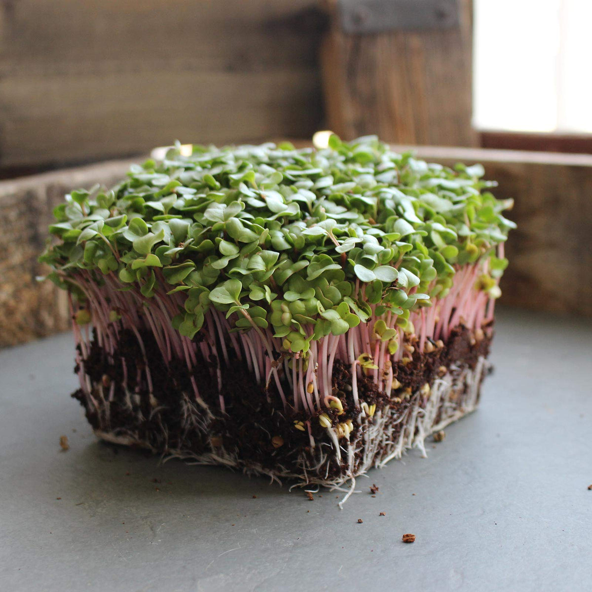 Mountain Valley Seed Co radish seeds bulk pouch keeps freshness for year-round sprouting