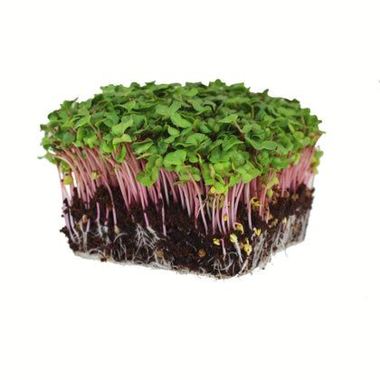 Mountain Valley Seed Co Red Arrow radish sprouts in a jar for speedy, peppery nutrition