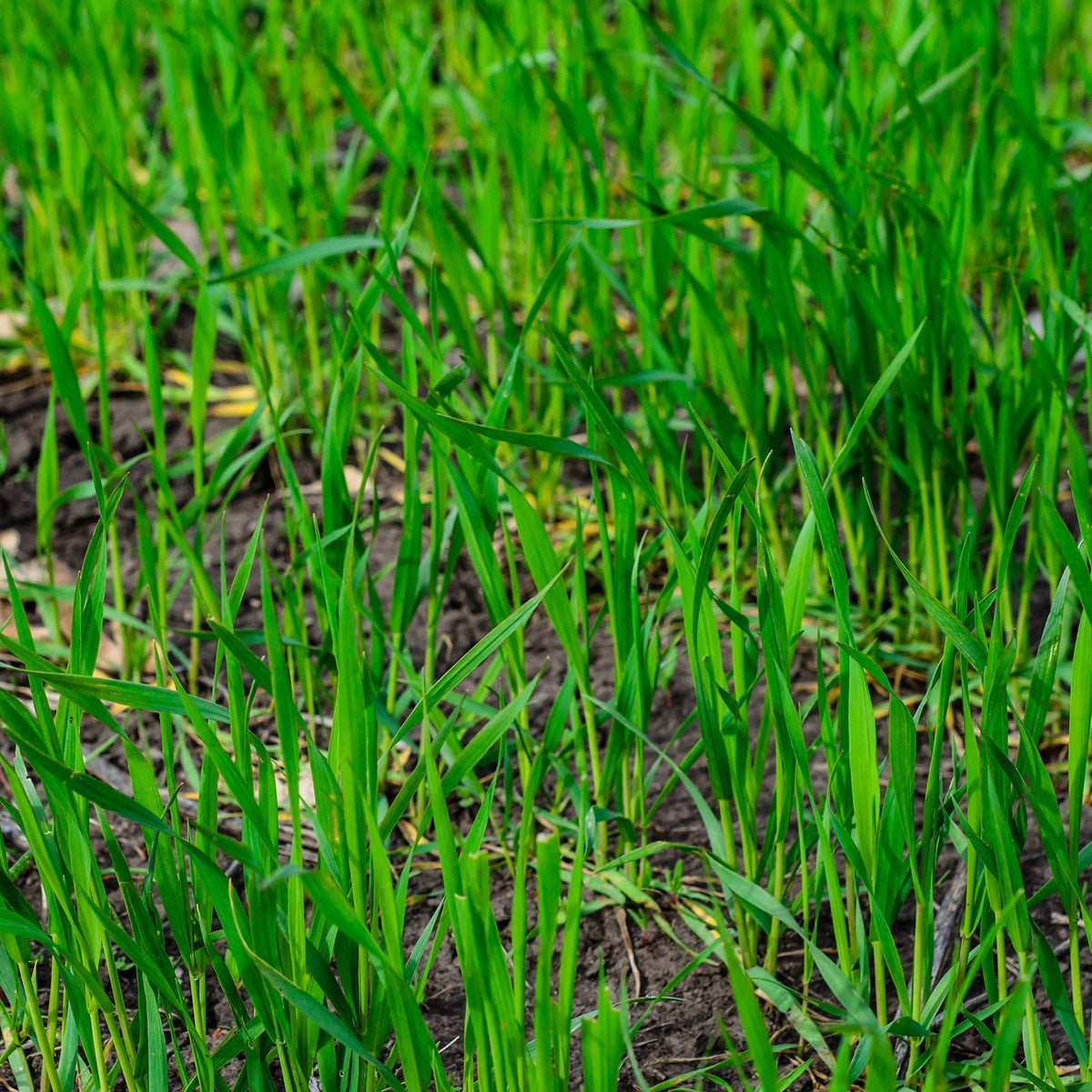 Mountain Valley Seed Company rye seeds close-up showing strong germination potential