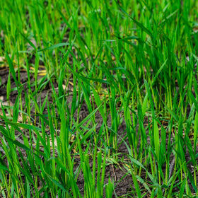Mountain Valley Seed Company rye seeds close-up showing strong germination potential