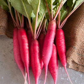 Mountain Valley Seed Co radish sprouts brighten salads with peppery bite