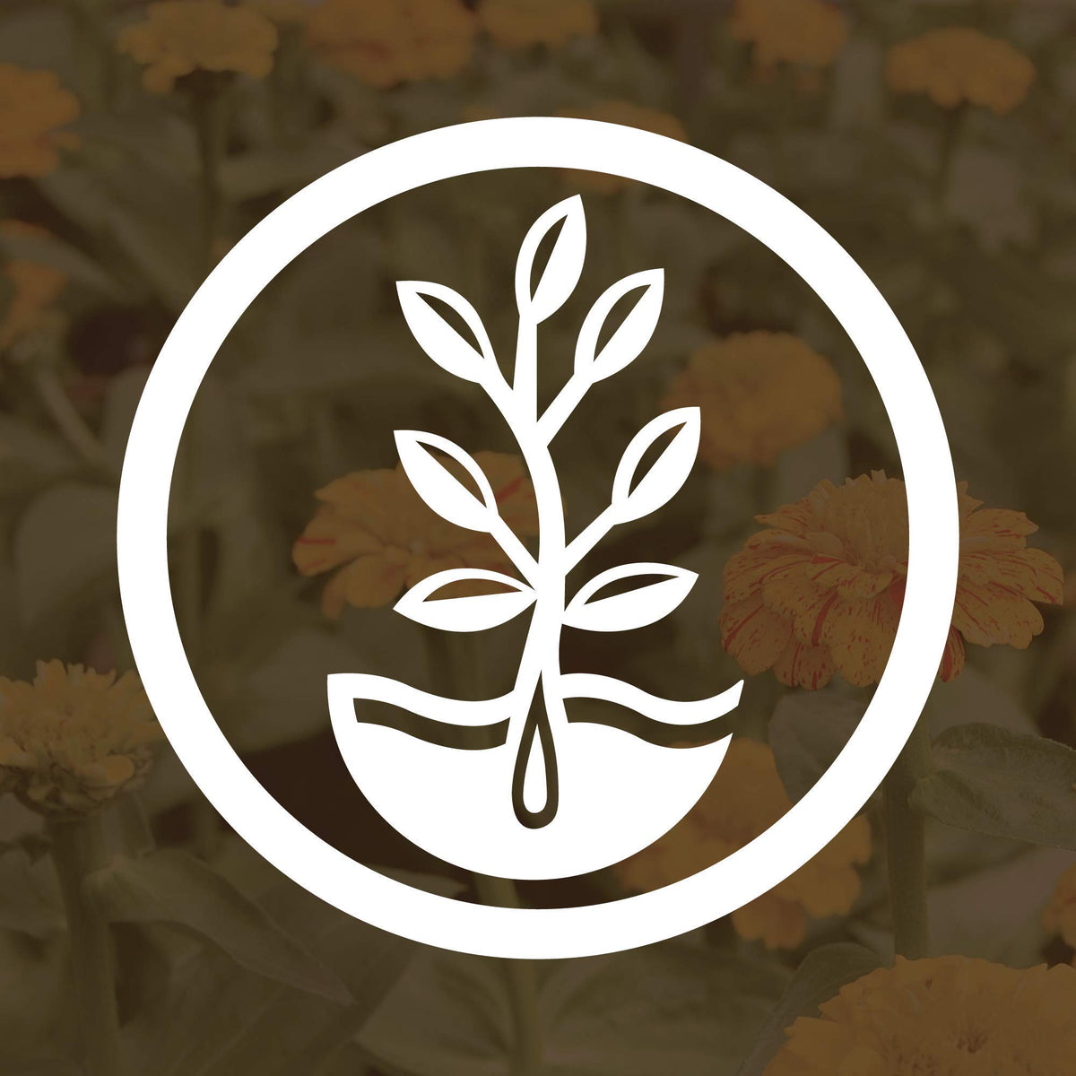 Mountain Valley Seed Company USA-packaged seeds, heirloom quality