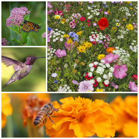 Mountain Valley Seed Co wildflower collection seed-mix highlights open-pollinated, non-GMO seeds.