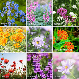 Bloom-filled meadow across seasons from one seed shaker by Mountain Valley.